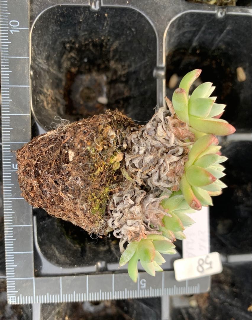 多肉植物　白菊　ダドレア　グノマ　Dudleya gnoma 1株