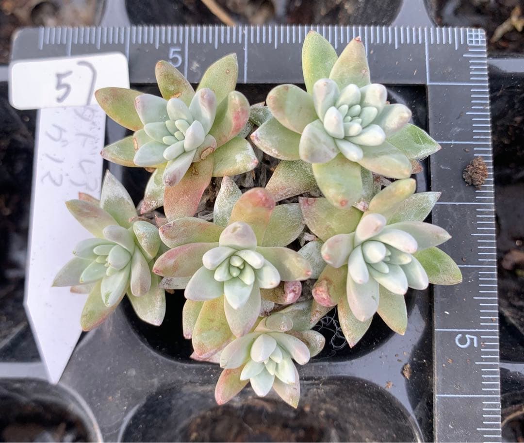 多肉植物　白菊　ダドレア　グノマ　Dudleya gnoma 1株