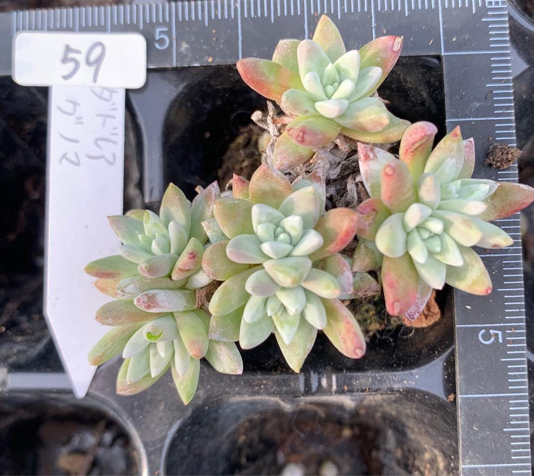 多肉植物　白菊　ダドレア　グノマ　Dudleya gnoma 1株