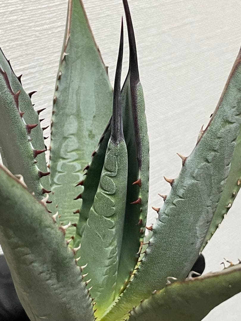 c*y様 ジェレミー産 アガベ シャウィー×ネバデンシス ハイブリッド US株