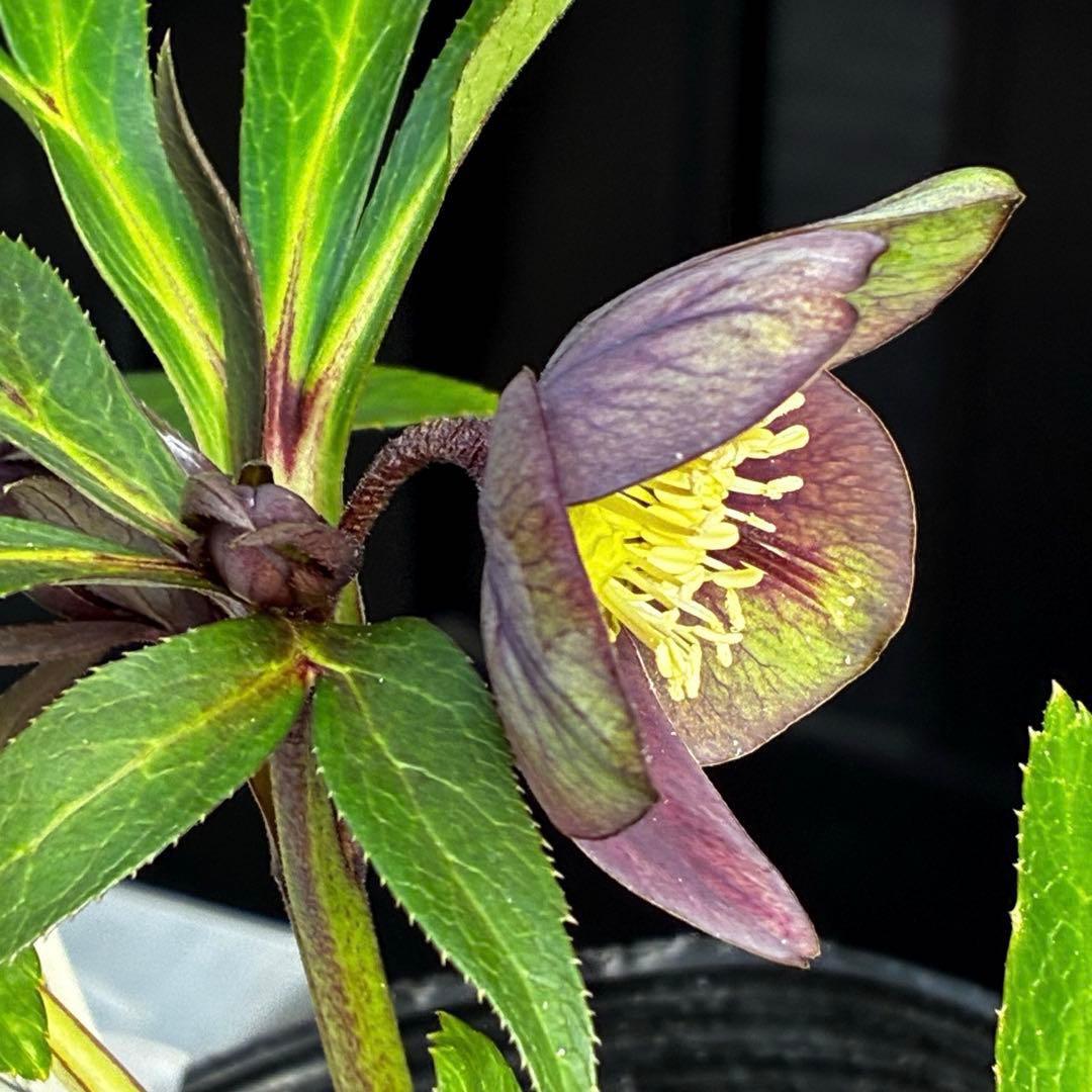 ラ*ク様 3477☘️限定1株☘️未株分☘️花タグ付☘️アトロ系⭐️小輪⭐️￼バ