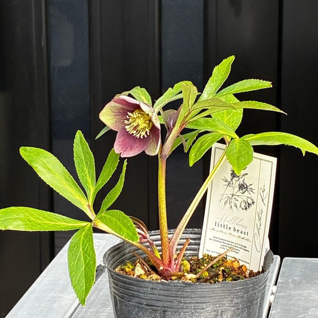 ラ*ク様 3477☘️限定1株☘️未株分☘️花タグ付☘️アトロ系⭐️小輪⭐️￼バ