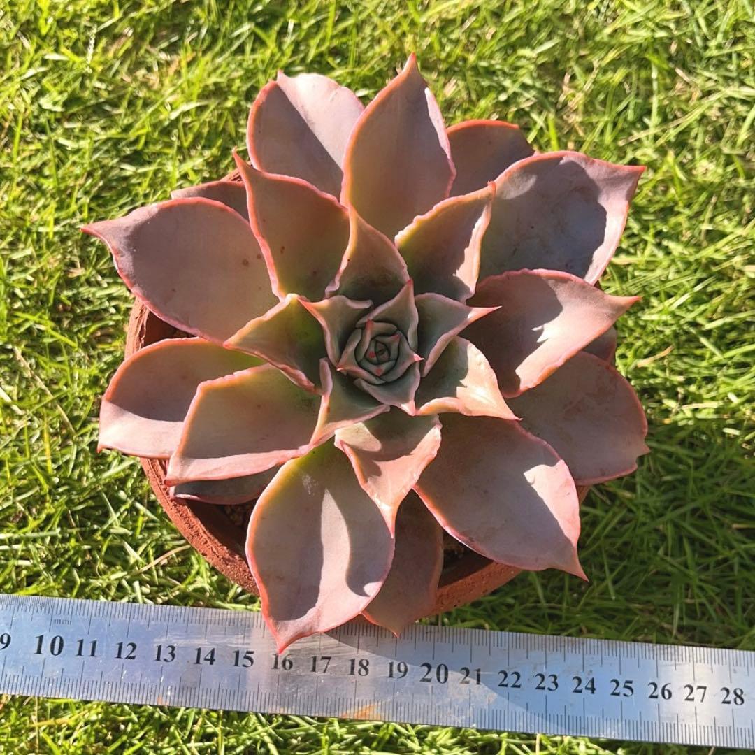 多肉植物  ❤️マディバ ❤️ 饺子皮❤️1大頭15cm拔キ苗