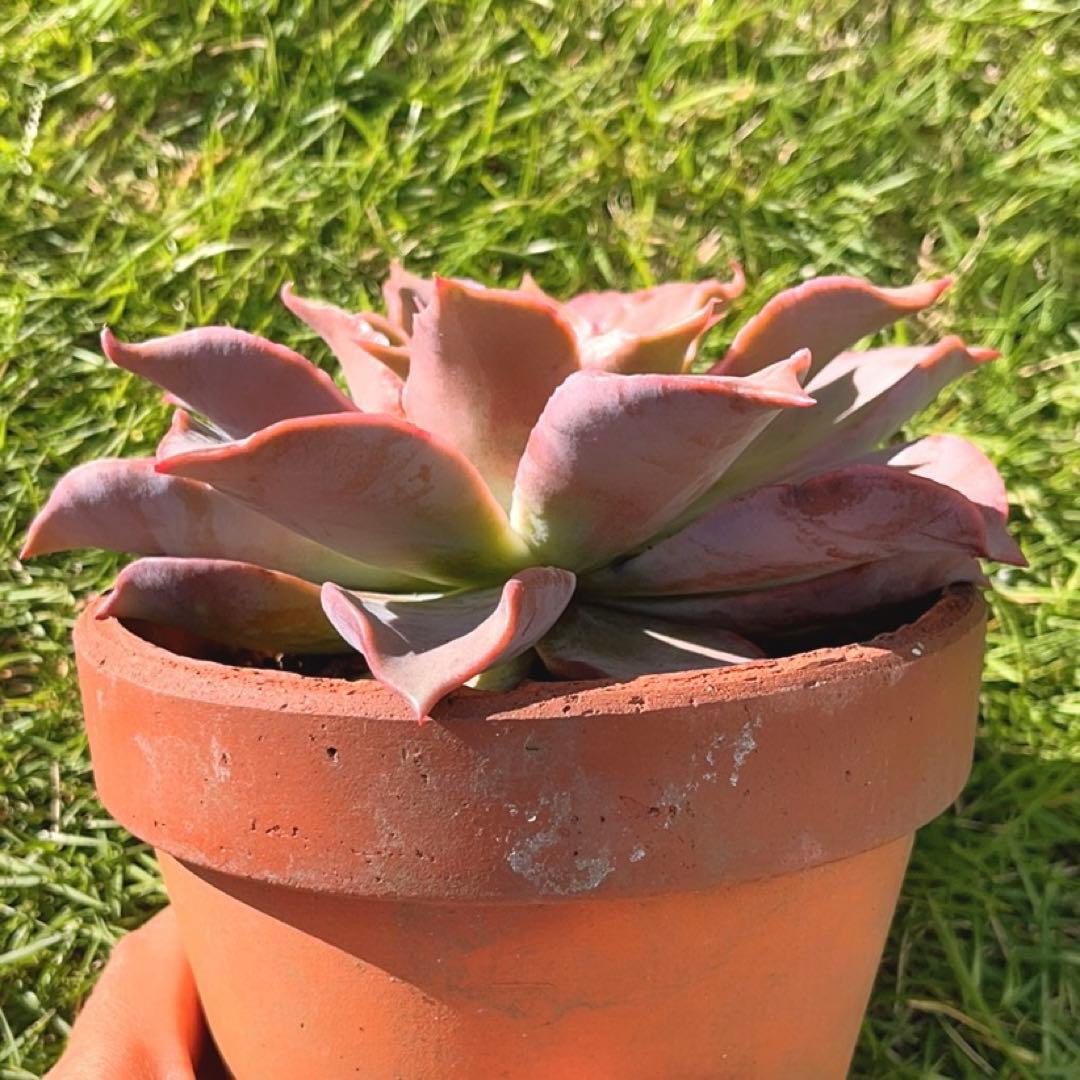 多肉植物  ❤️マディバ ❤️ 饺子皮❤️1大頭15cm拔キ苗