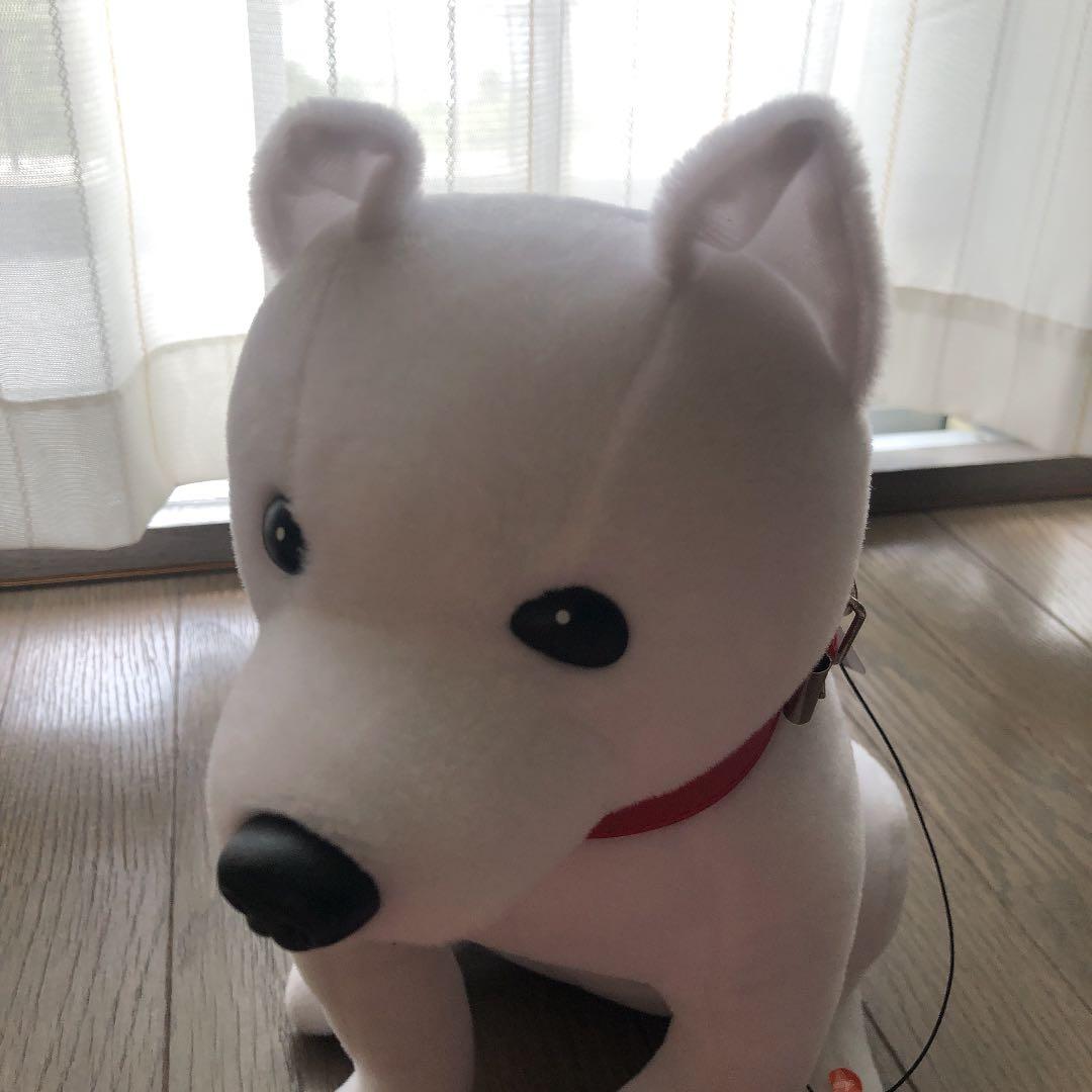 喋るお父さん犬　可愛い❗️
