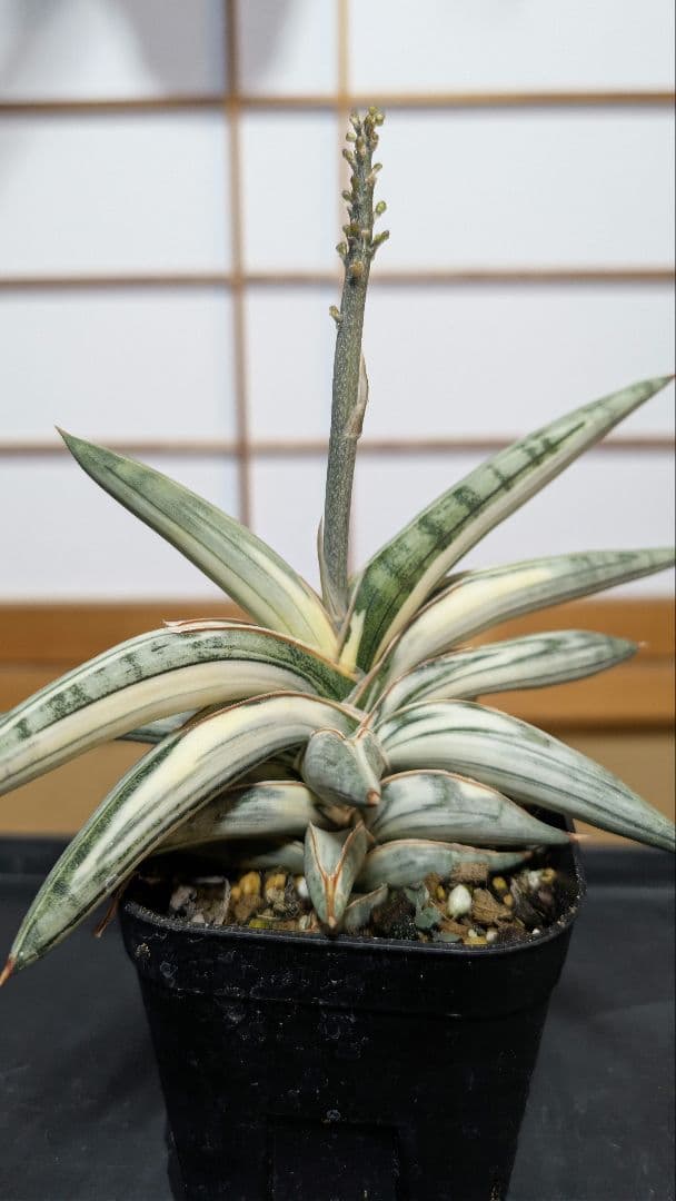 Sansevieria Lav.1970 Blue Clone 白斑【A】