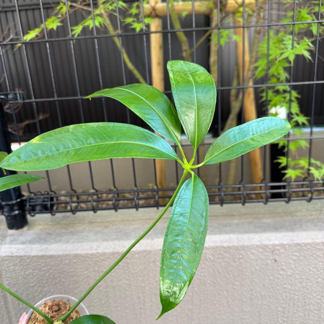 アンスリウム　エミネンス　Anthurium eminens 南米輸入