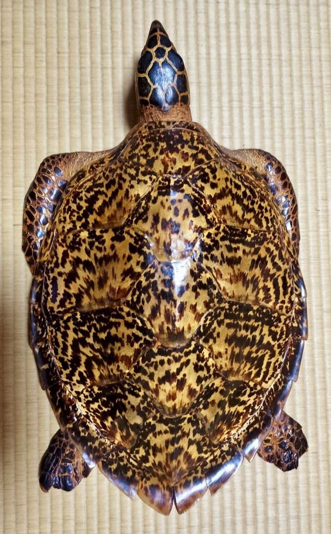 ウミガメ（タイマイ）剥製　国際希少野生動植物種登録標あり　（※ただ今値下げ中）