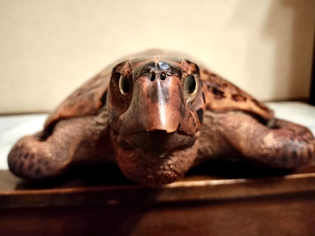 ウミガメ（タイマイ）剥製　国際希少野生動植物種登録標あり　（※ただ今値下げ中）