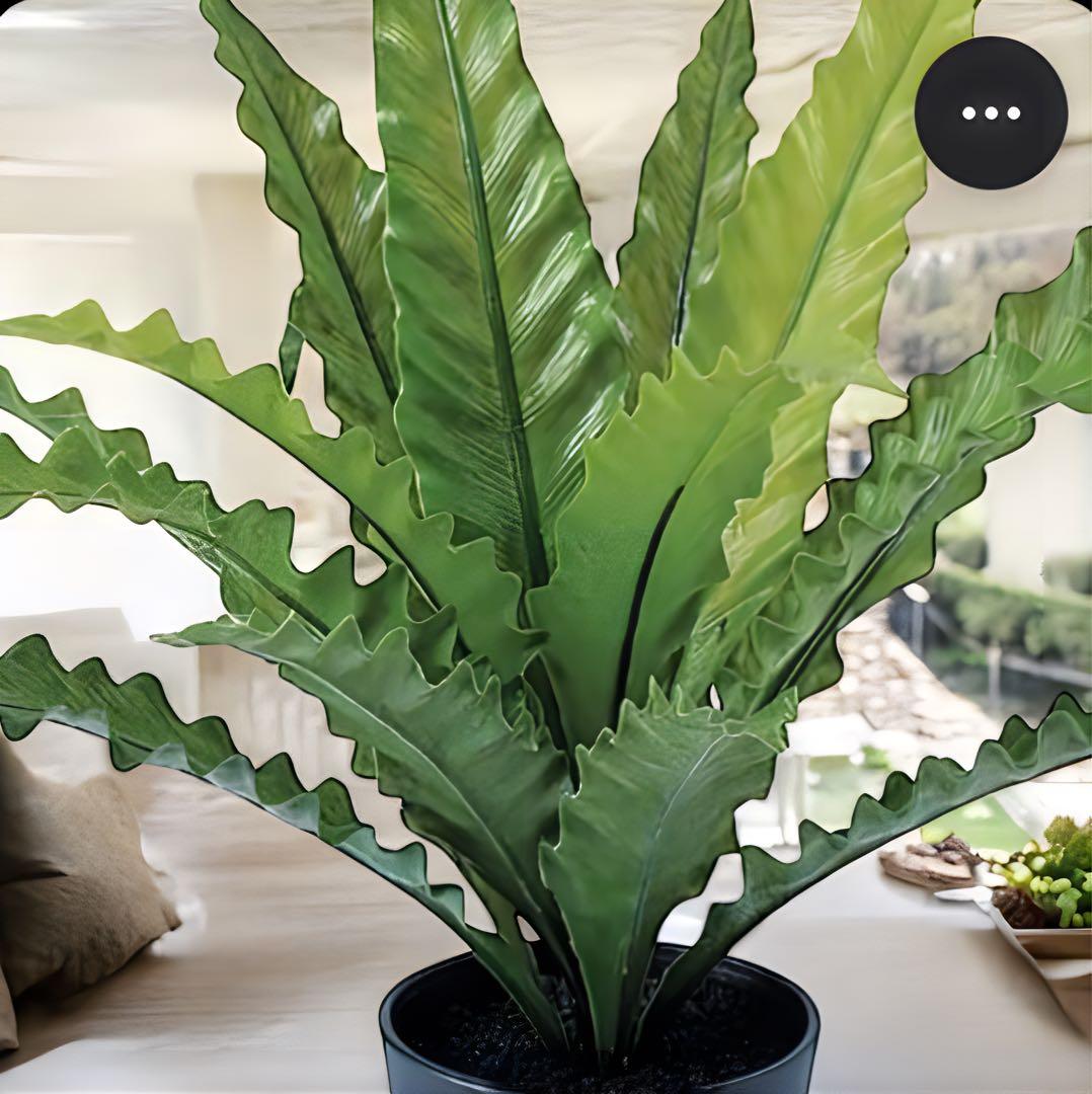 光触媒　人工観葉植物　ウォールグリーン　フェイクグリーン　アスプレニウムS