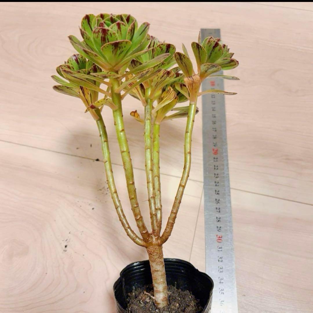 29#多肉植物アエオニウム錦❤️グリ一ンファイア一錦❤️碧火❤5頭18cm 拔き苗
