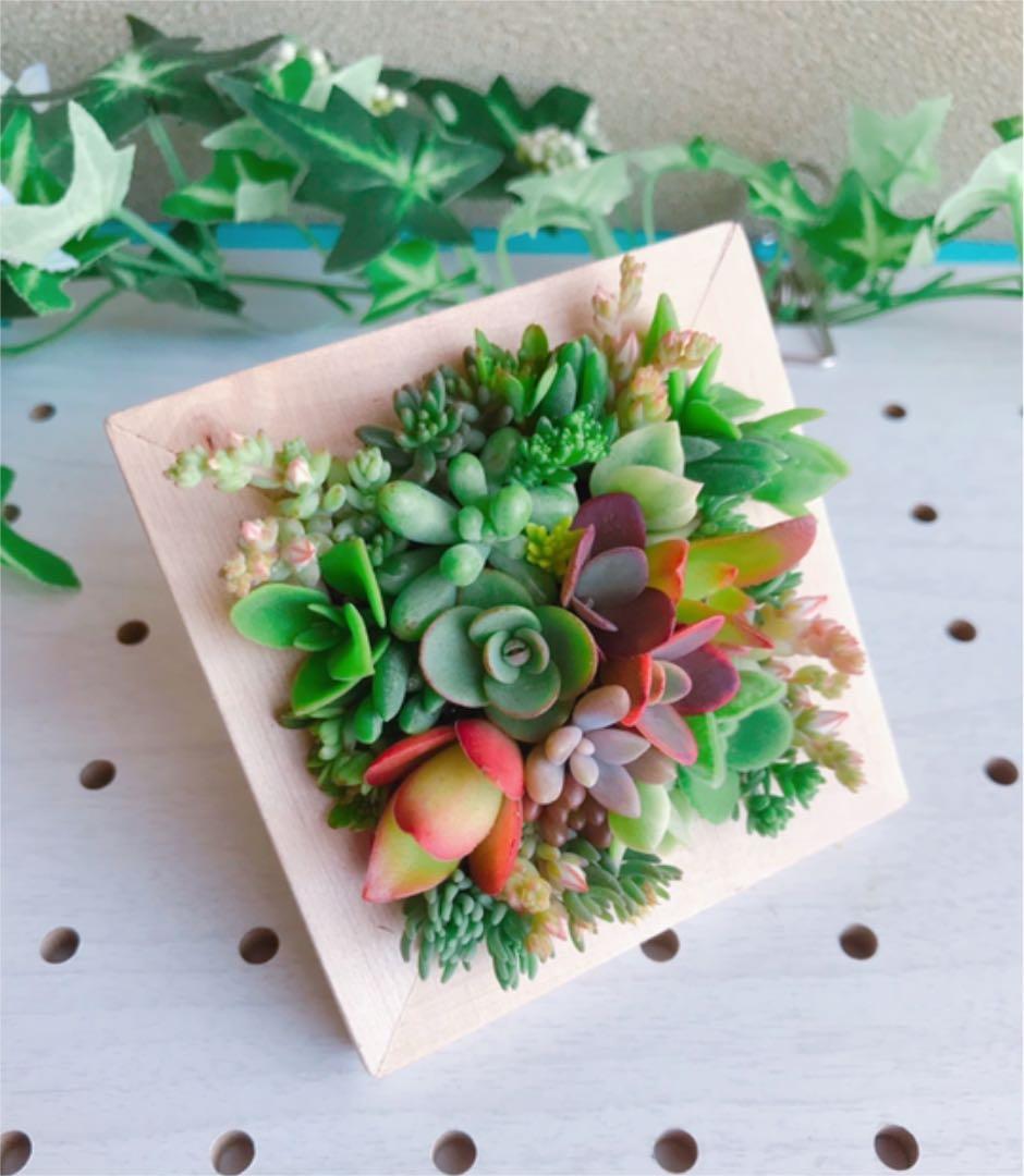 ★★壁掛け❤️★寄せ植え★このまま飾れます★多肉植物★★