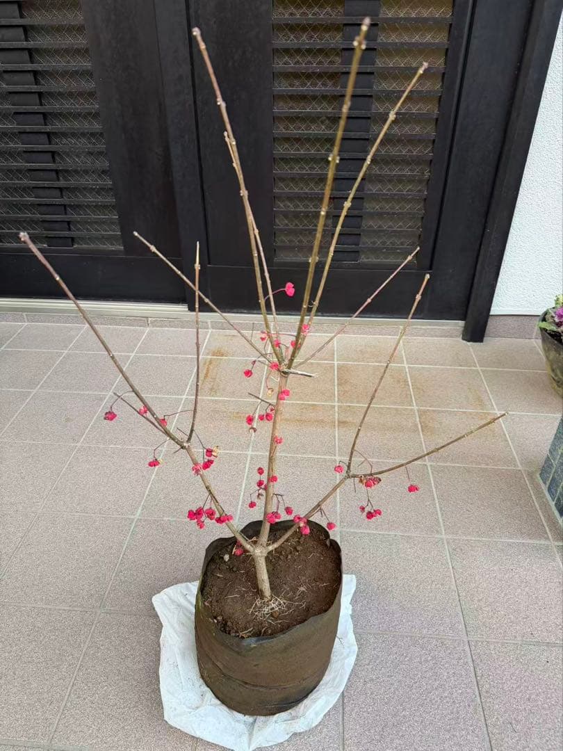 マユミ苗木