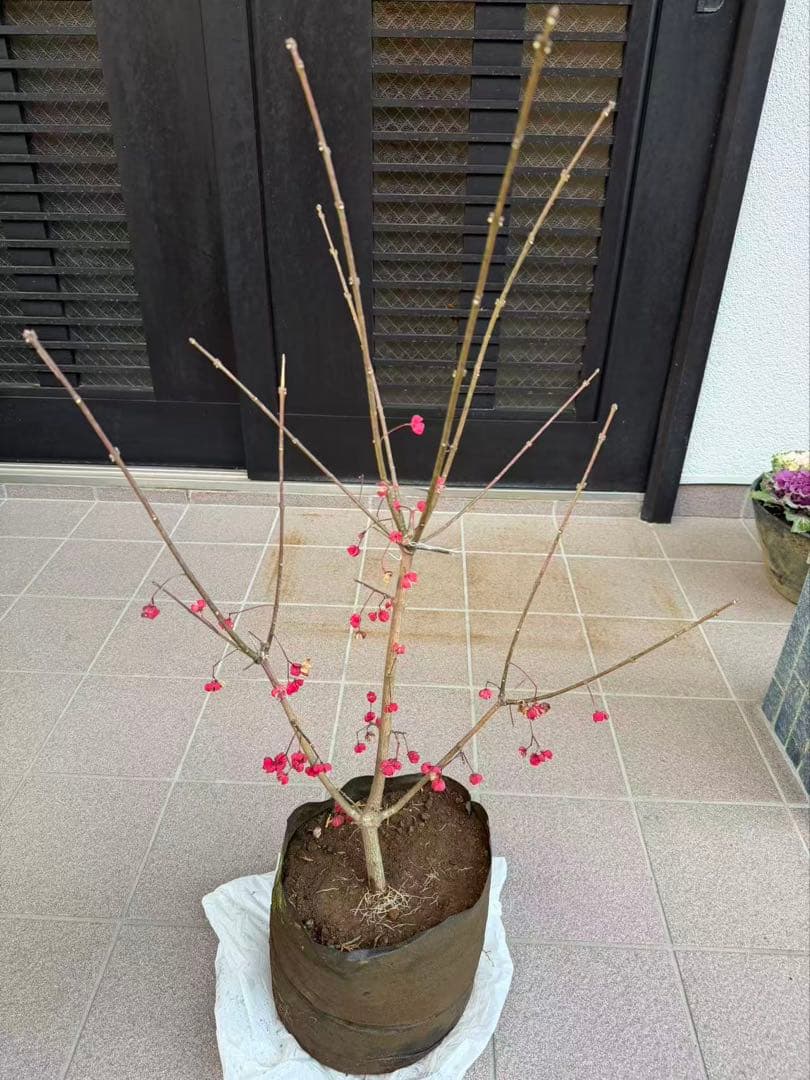 マユミ苗木