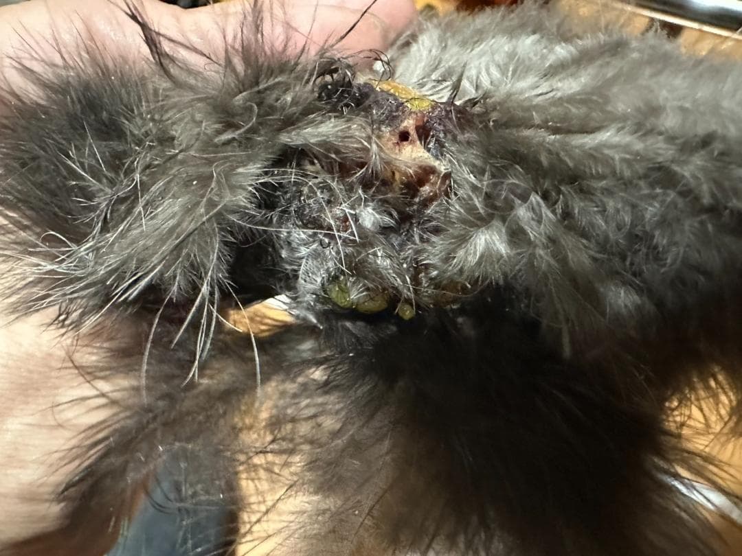 捕獲した雉の尾羽、羽セットで　②