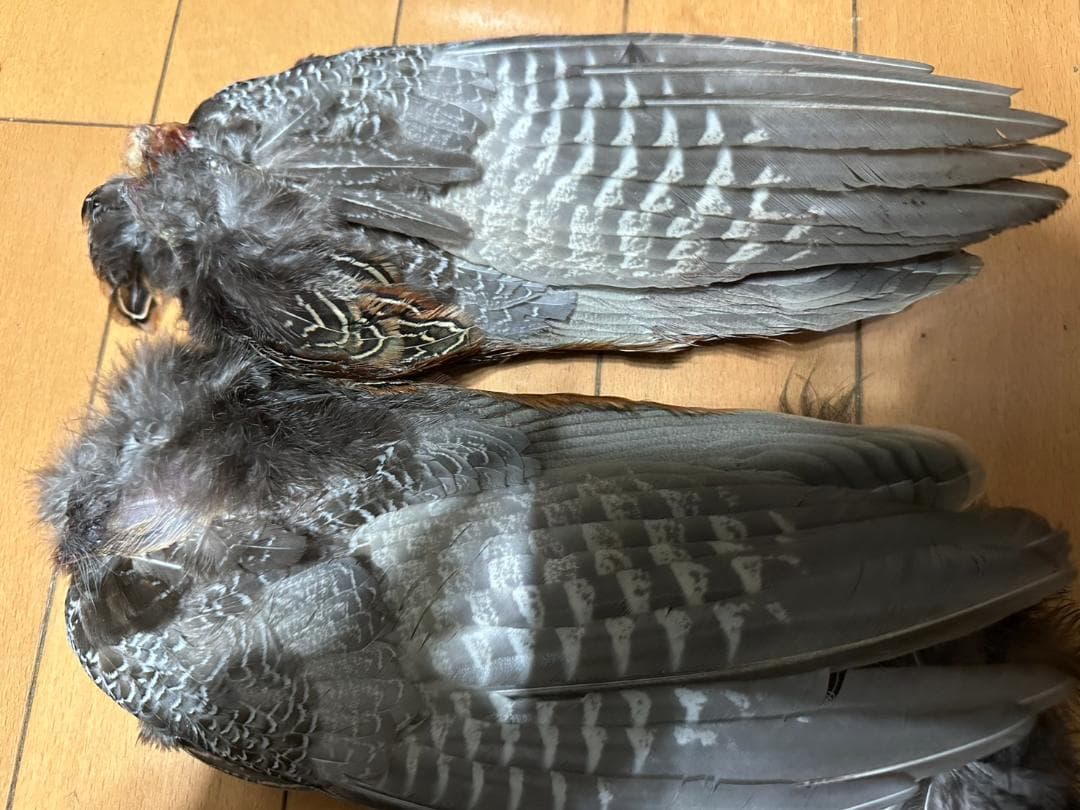 捕獲した雉の尾羽、羽セットで　②