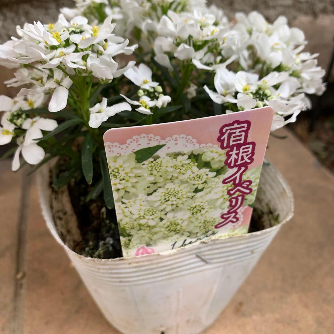 イベリス