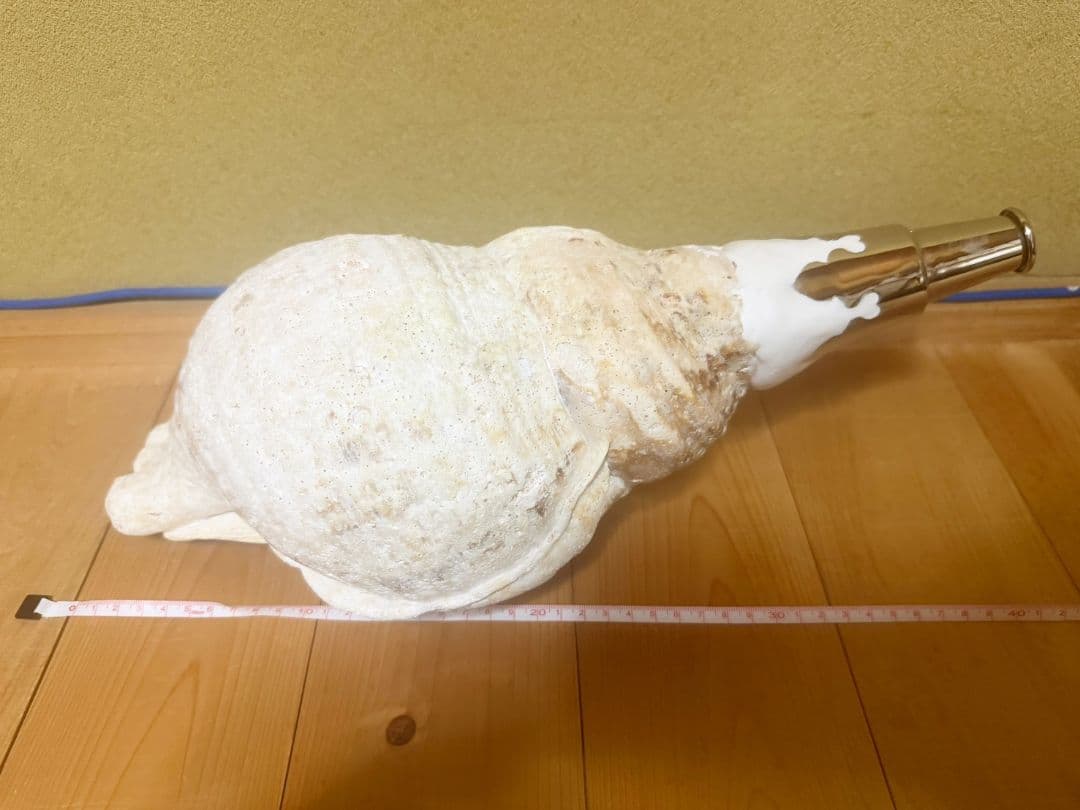 特大超肉厚40㎝修験道 法螺貝 山伏　ほら貝　ホラガイ