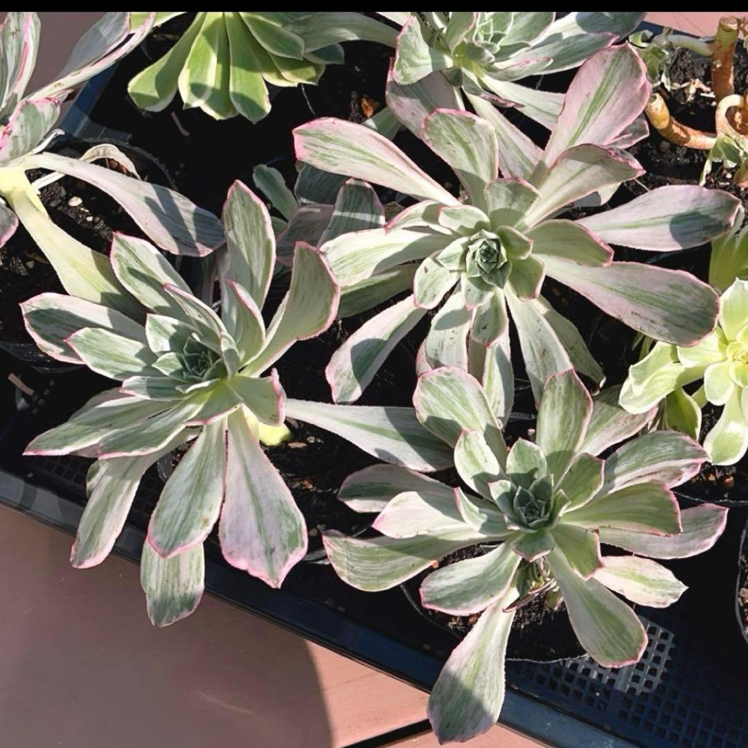 多肉植物アエオニウム錦❤️はくていじょう❤️白帝城❤️