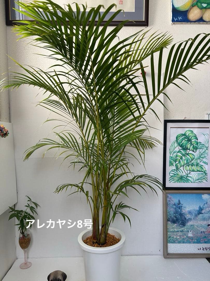 専用です。アレカヤシ8号