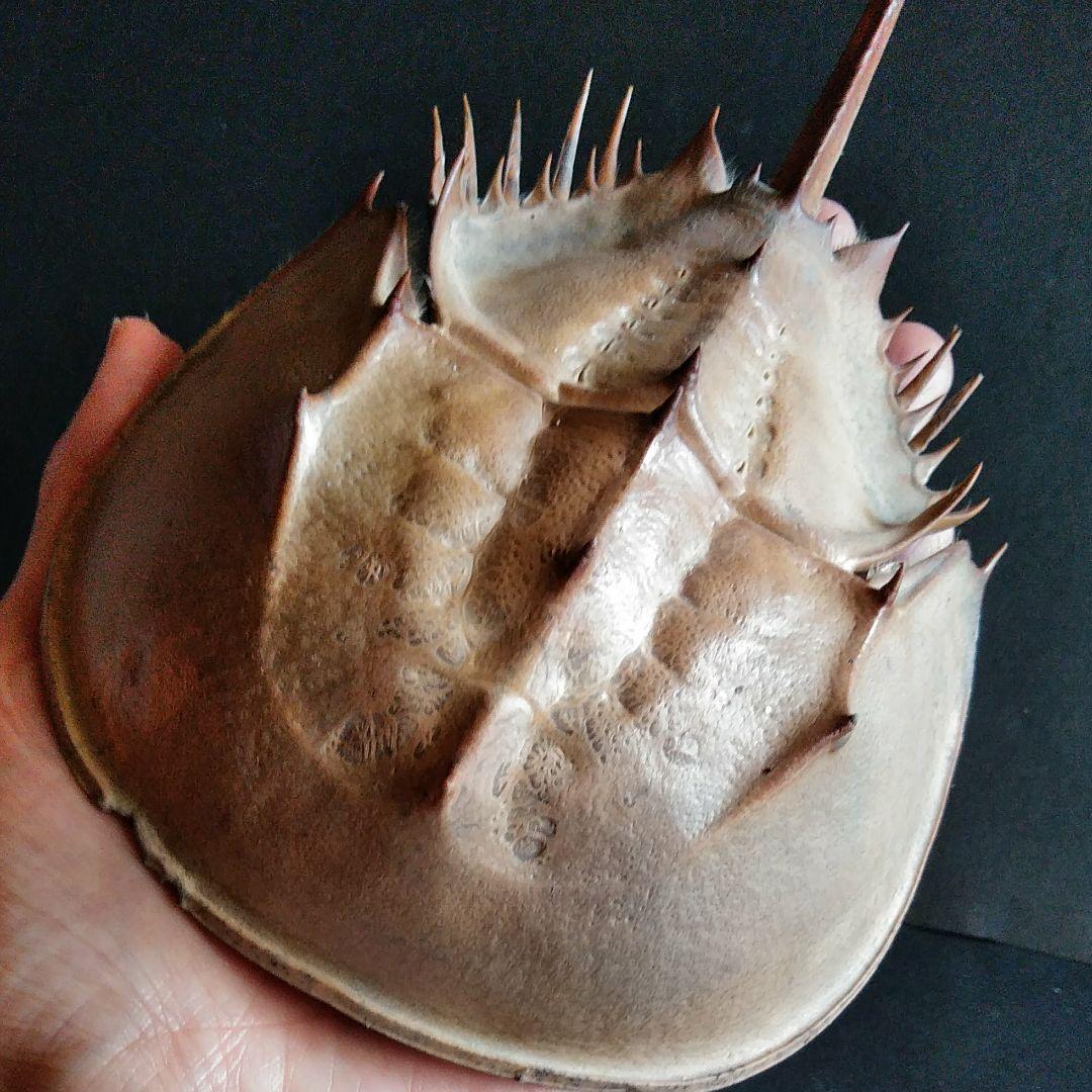 骨格　標本　カブトガニ　殻　三葉虫　国産種