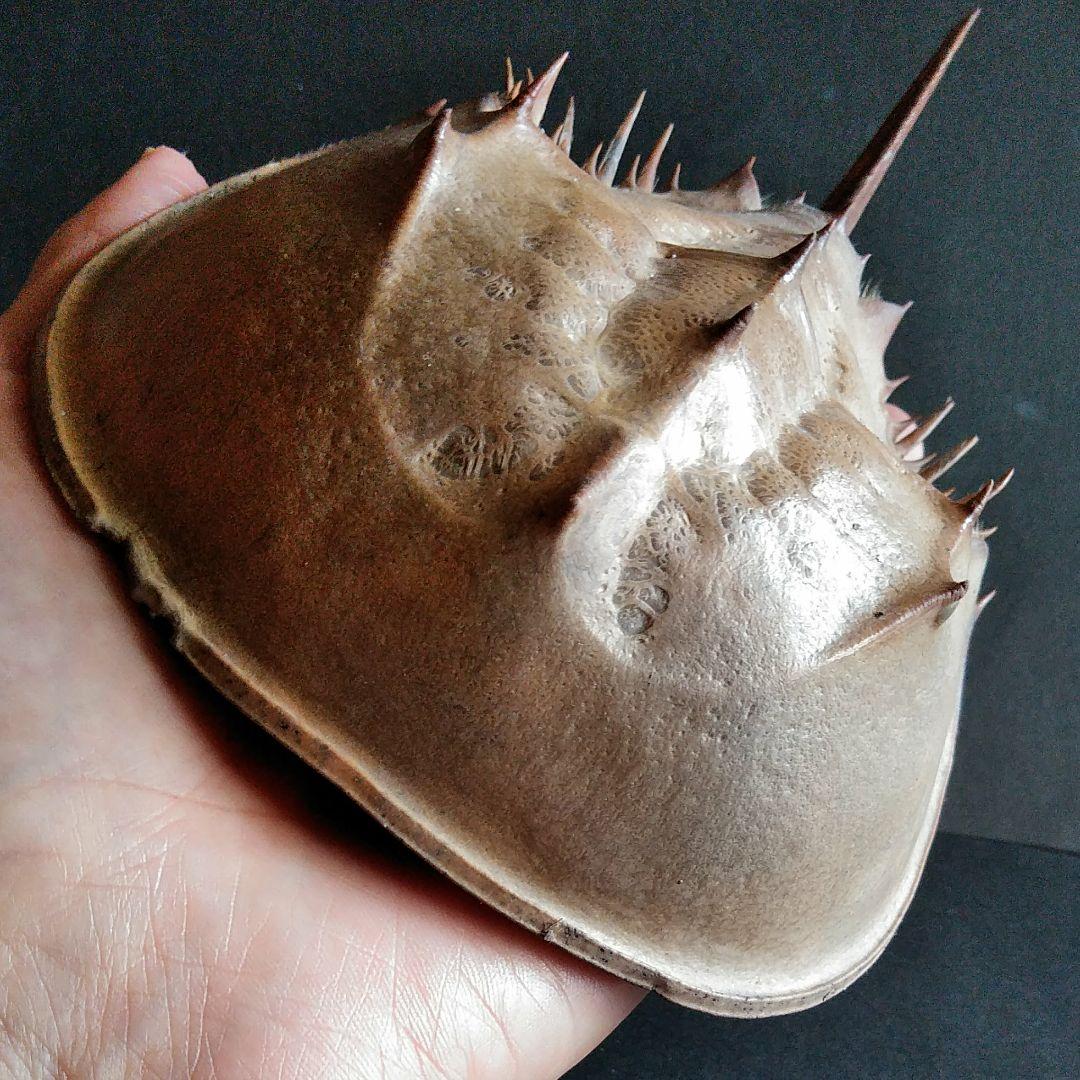 骨格　標本　カブトガニ　殻　三葉虫　国産種