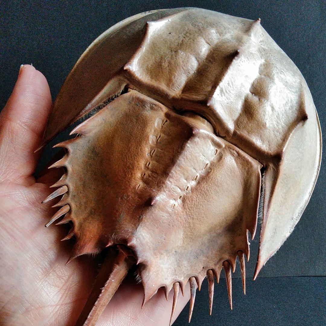 骨格　標本　カブトガニ　殻　三葉虫　国産種