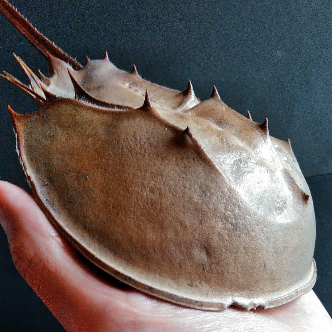 骨格　標本　カブトガニ　殻　三葉虫　国産種