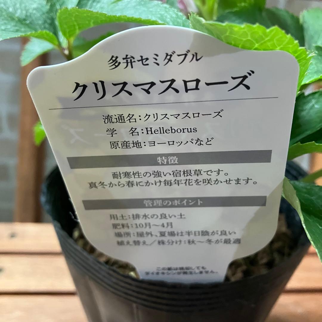 クリスマスローズ ピコティ多弁セミダブル 4.5号ポット 開花株