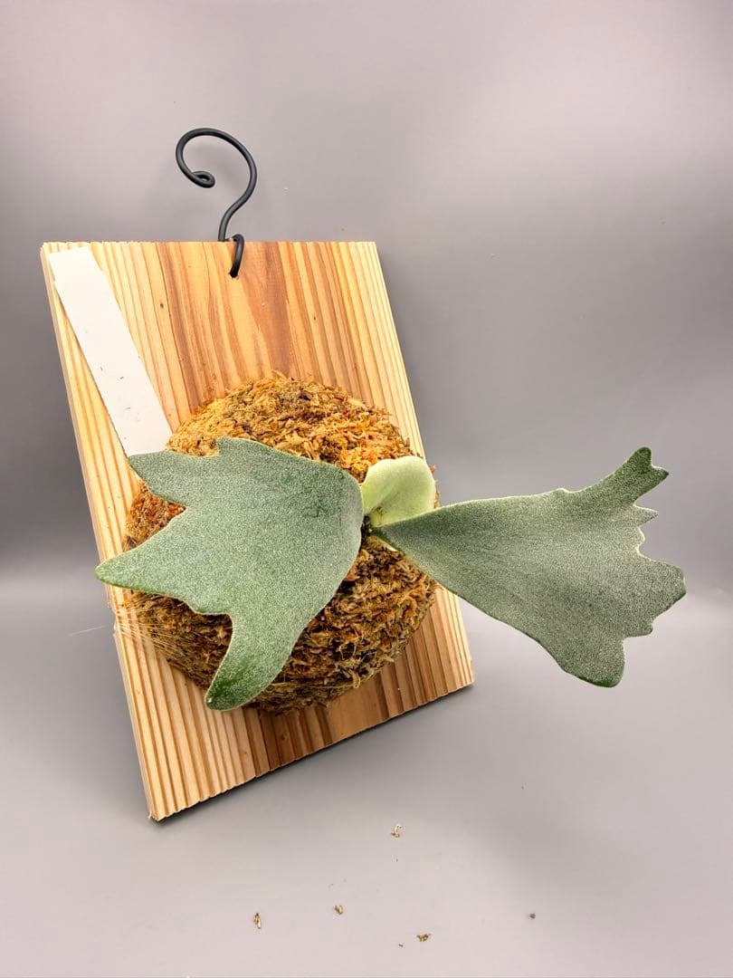 ビカクシダ　P. Anapat #9 sporeling
