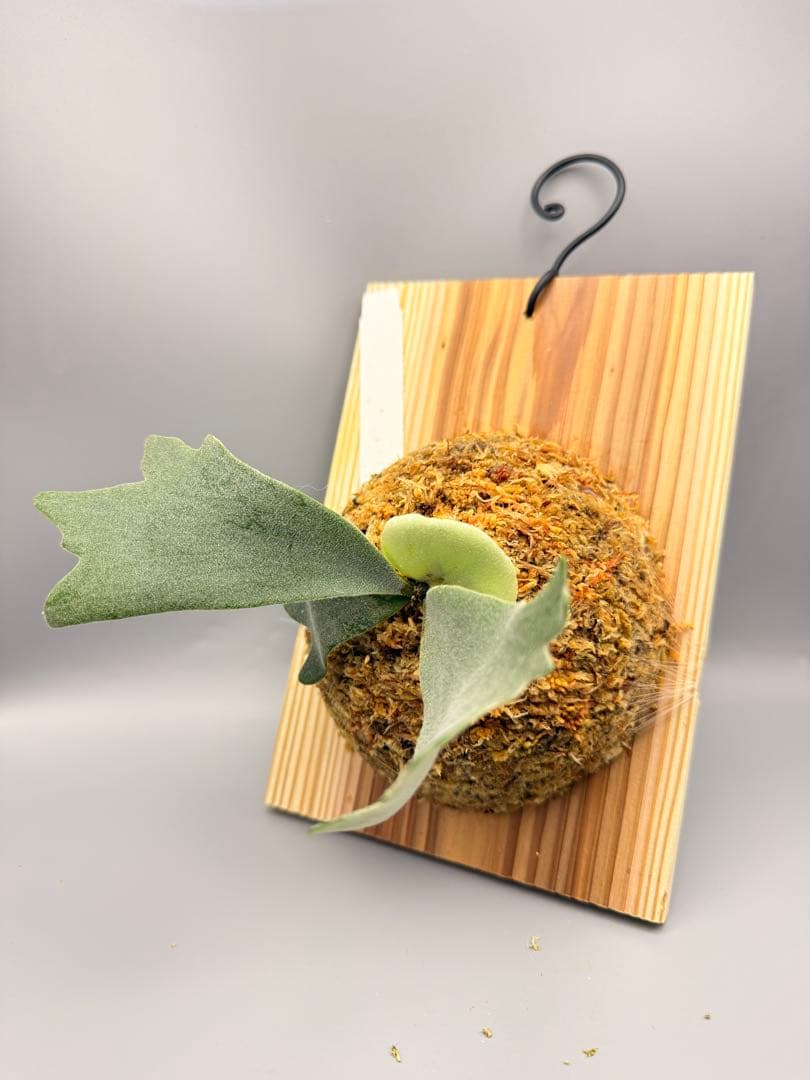 ビカクシダ　P. Anapat #9 sporeling