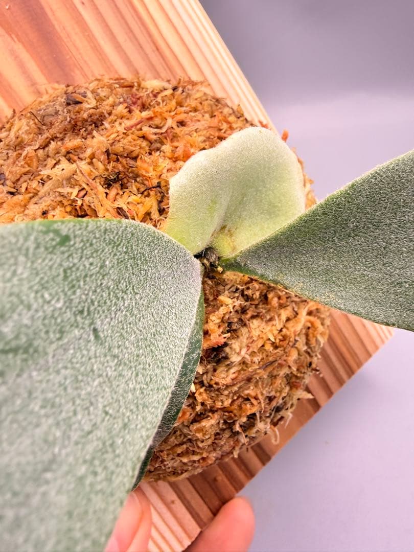 ビカクシダ　P. Anapat #9 sporeling