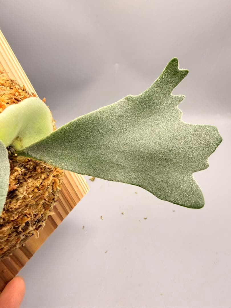 ビカクシダ　P. Anapat #9 sporeling