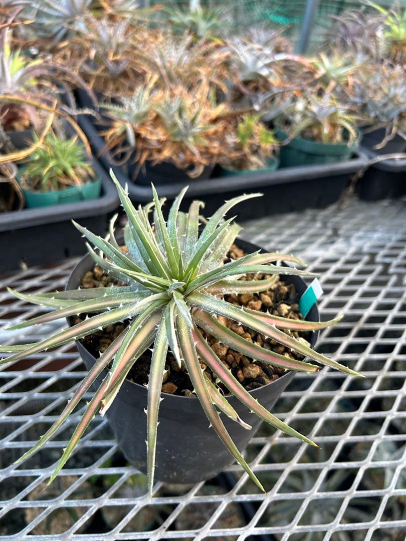 斑入り 原種 野生株 ディッキア オーロラ Dyckia Aurola ⑴