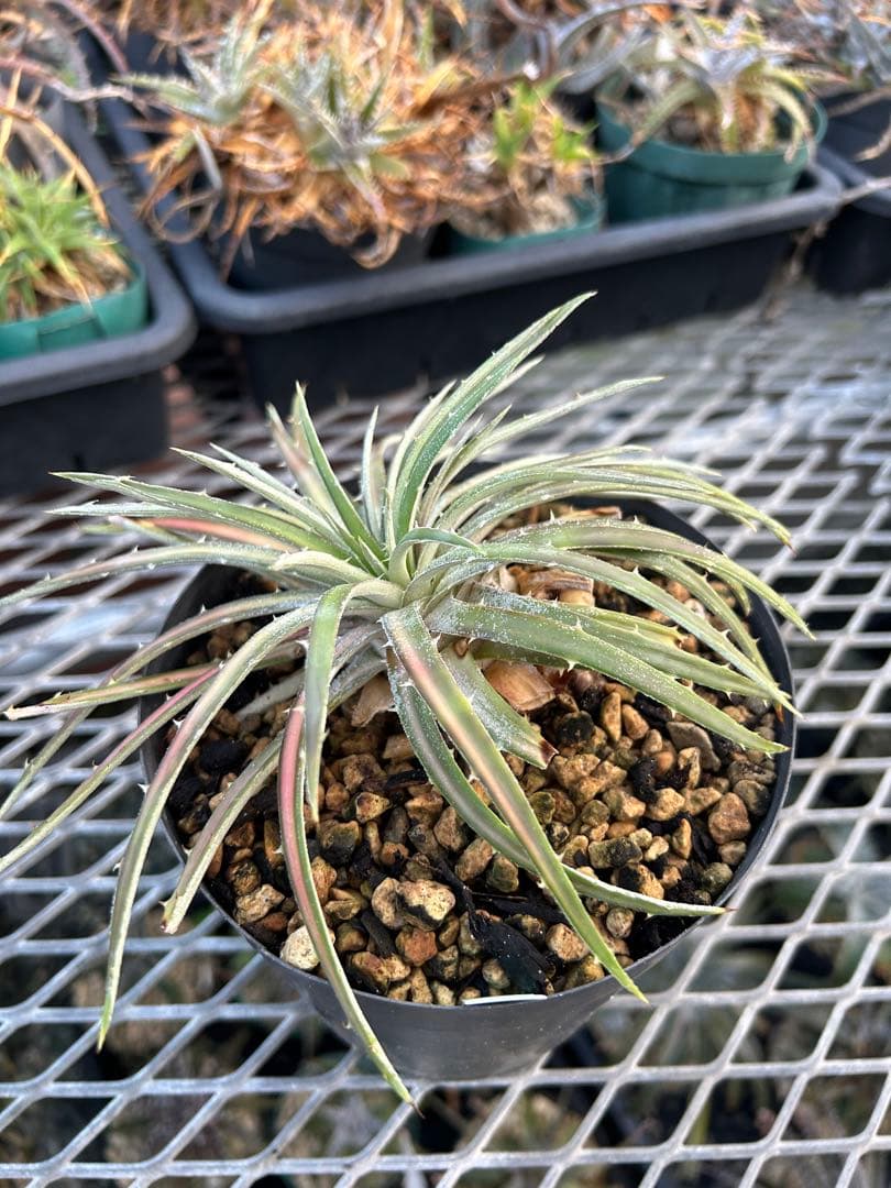 斑入り 原種 野生株 ディッキア オーロラ Dyckia Aurola ⑴