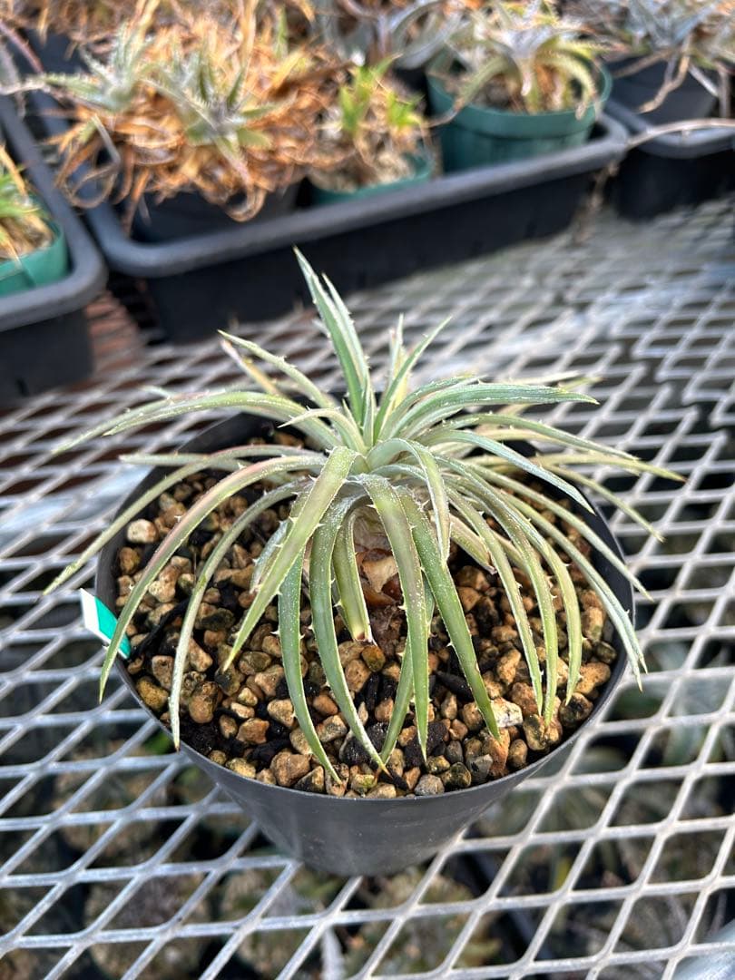 斑入り 原種 野生株 ディッキア オーロラ Dyckia Aurola ⑴