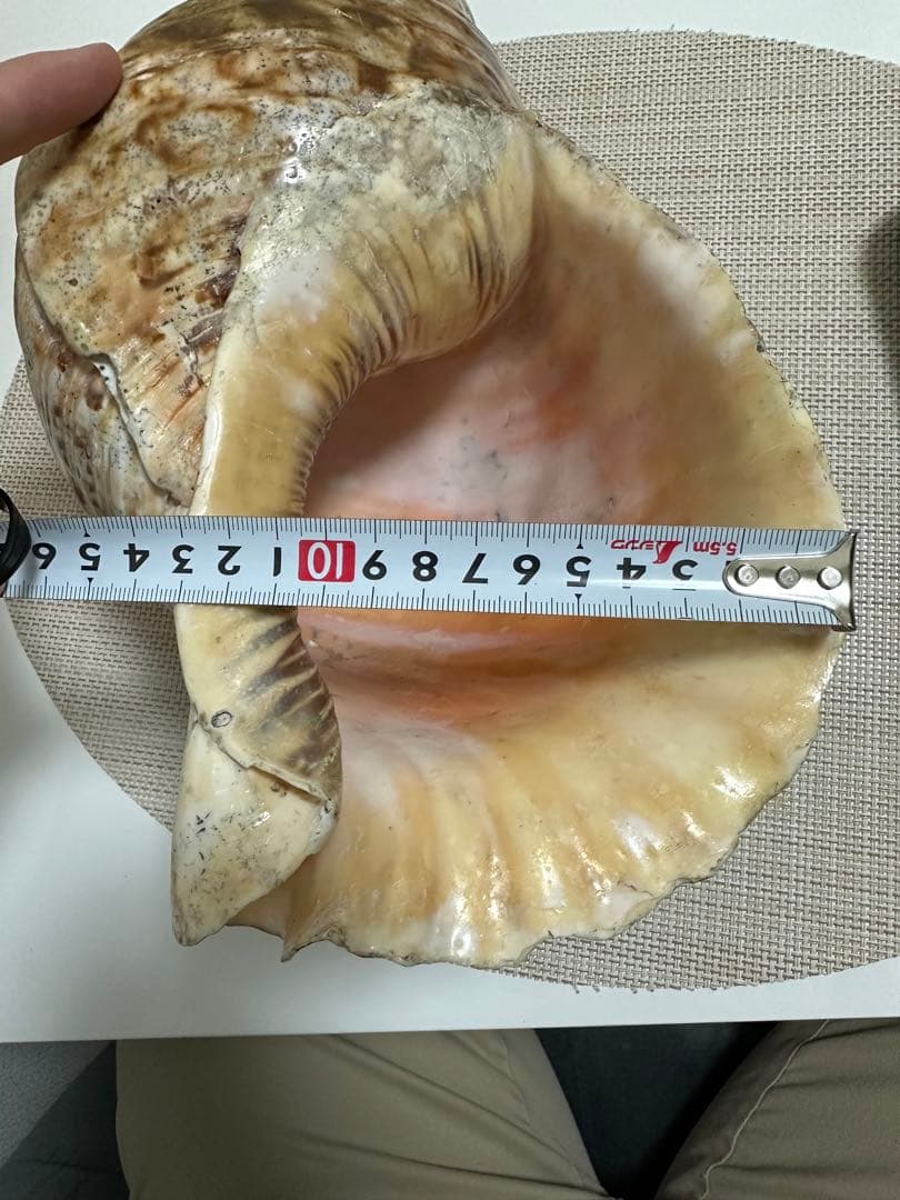 超特大法螺貝