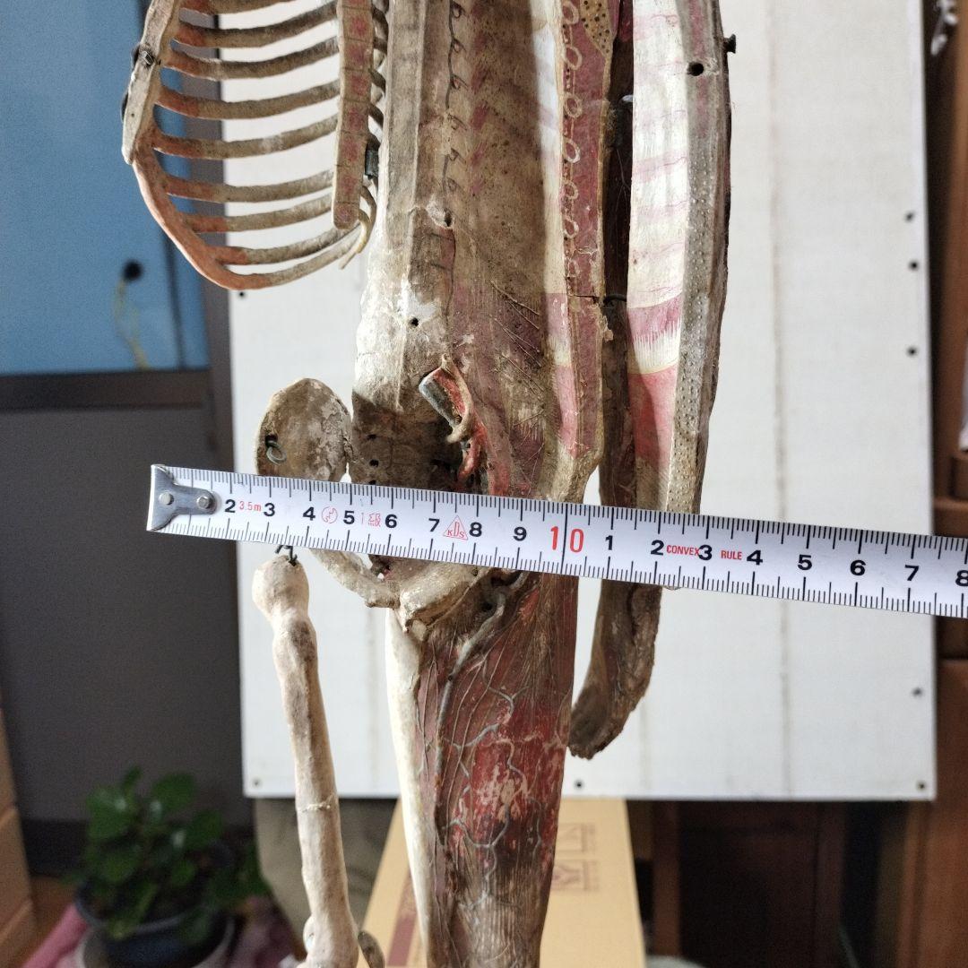 人体模型 　大昔の張り子　約60cm