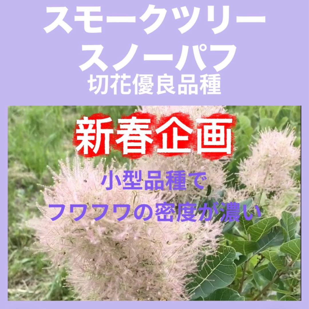 おまとめ 全3点 スモークツリー 苗 苗木 雌株