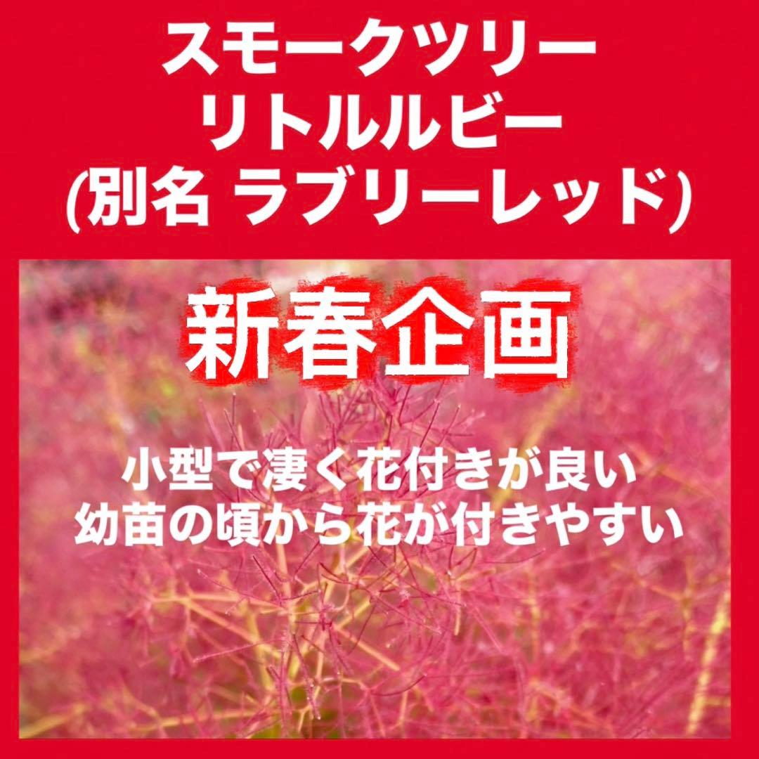 おまとめ 全3点 スモークツリー 苗 苗木 雌株