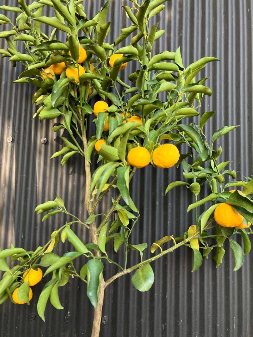柑橘　果樹苗　一才ゆず　苗木