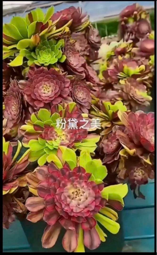 植物アエオニウム錦❤️花顏ピンクディジー❤️