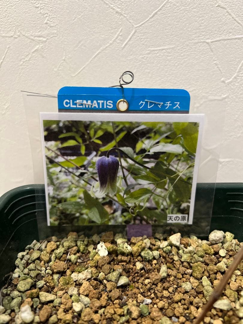 クレマチス 天の原 苗 竹間園芸 壺型 ベル型