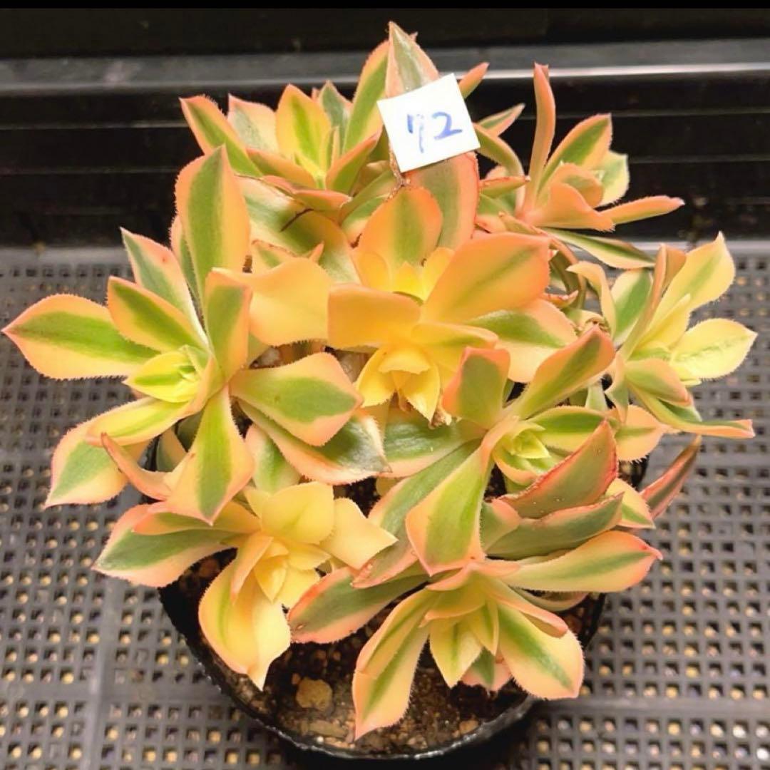 72#多肉植物❤️アエオニウム錦❤️ もみじ❤️枫葉❤️9頭15-16cm拔き苗