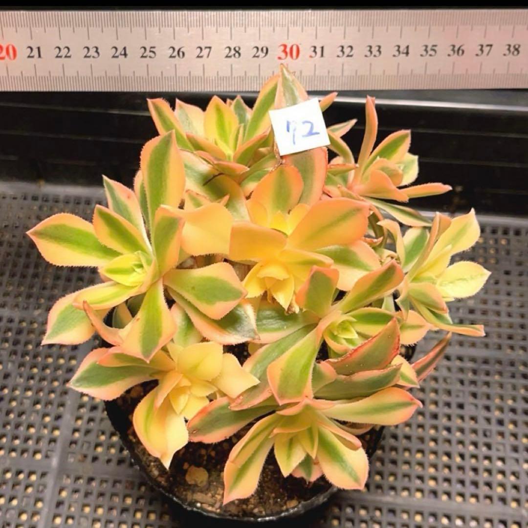 72#多肉植物❤️アエオニウム錦❤️ もみじ❤️枫葉❤️9頭15-16cm拔き苗