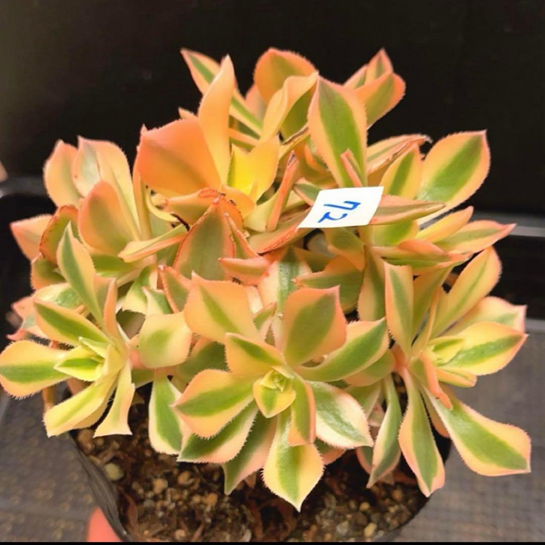 72#多肉植物❤️アエオニウム錦❤️ もみじ❤️枫葉❤️9頭15-16cm拔き苗