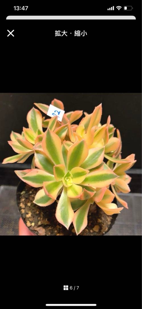72#多肉植物❤️アエオニウム錦❤️ もみじ❤️枫葉❤️9頭15-16cm拔き苗