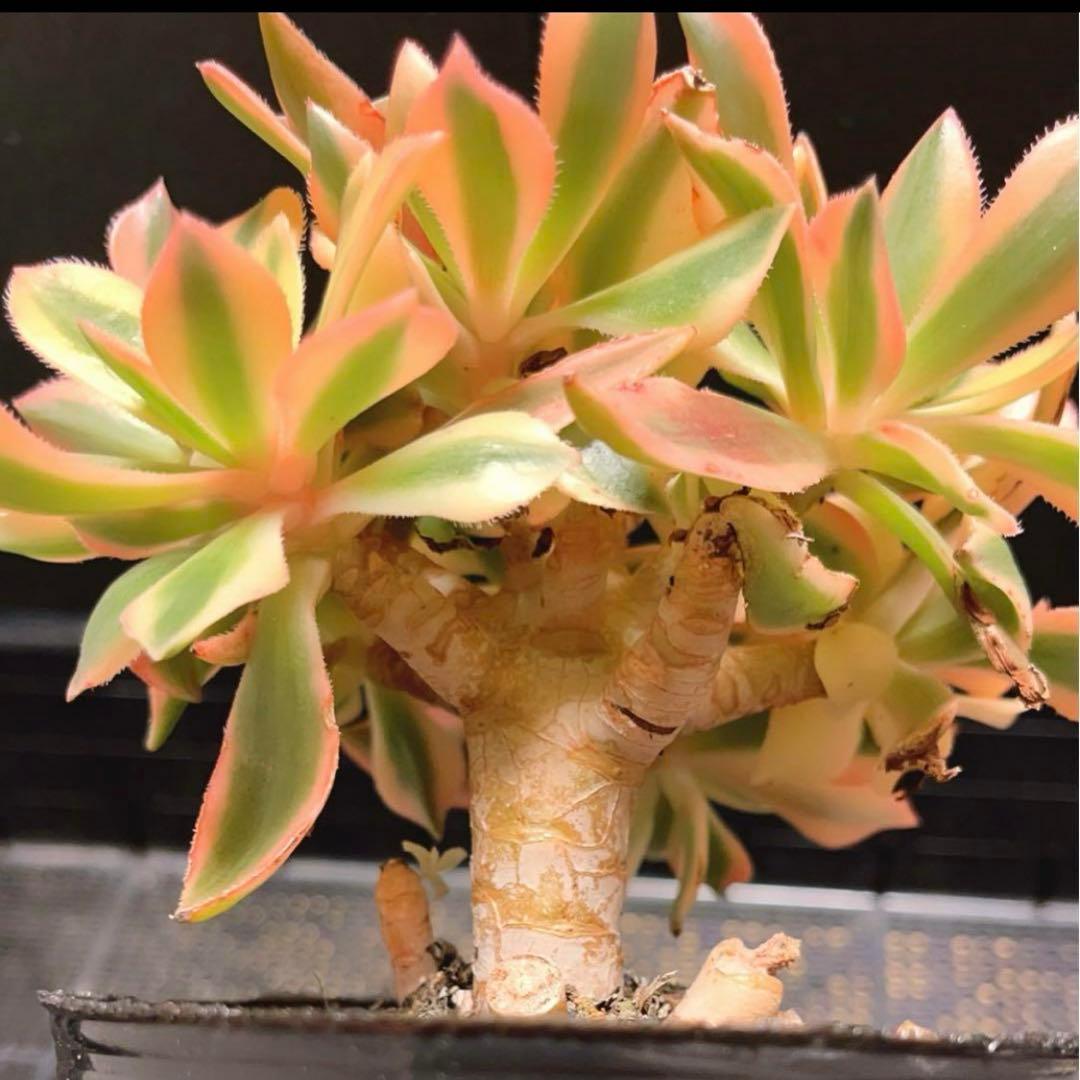 72#多肉植物❤️アエオニウム錦❤️ もみじ❤️枫葉❤️9頭15-16cm拔き苗