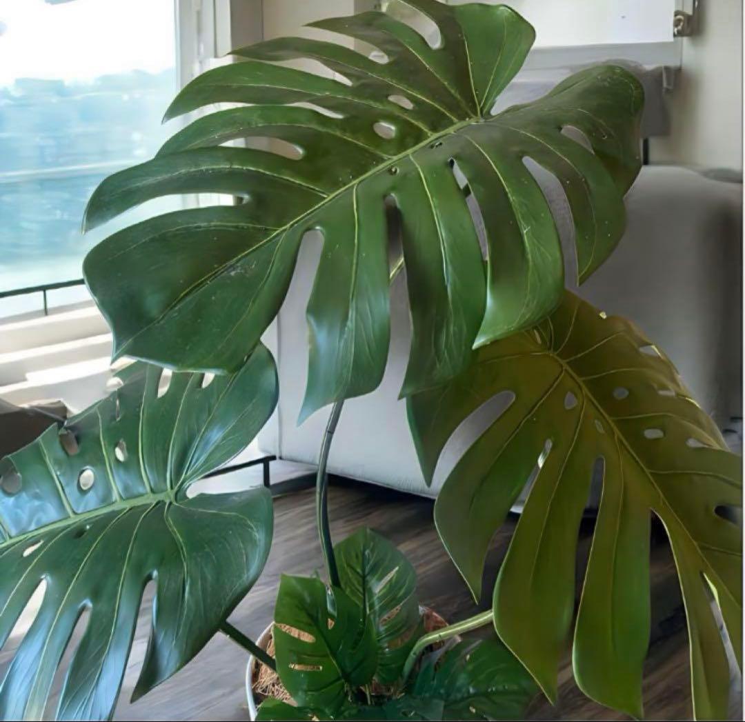 光触媒　人工観葉植物　ウォールグリーン　フェイクグリーン　モンステラ特大84