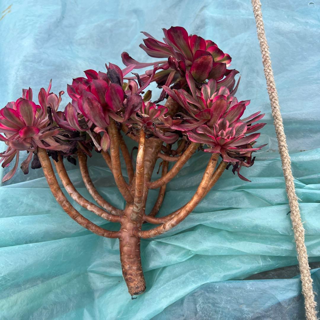 多肉植物。美姬法師錦カット苗（大群生）